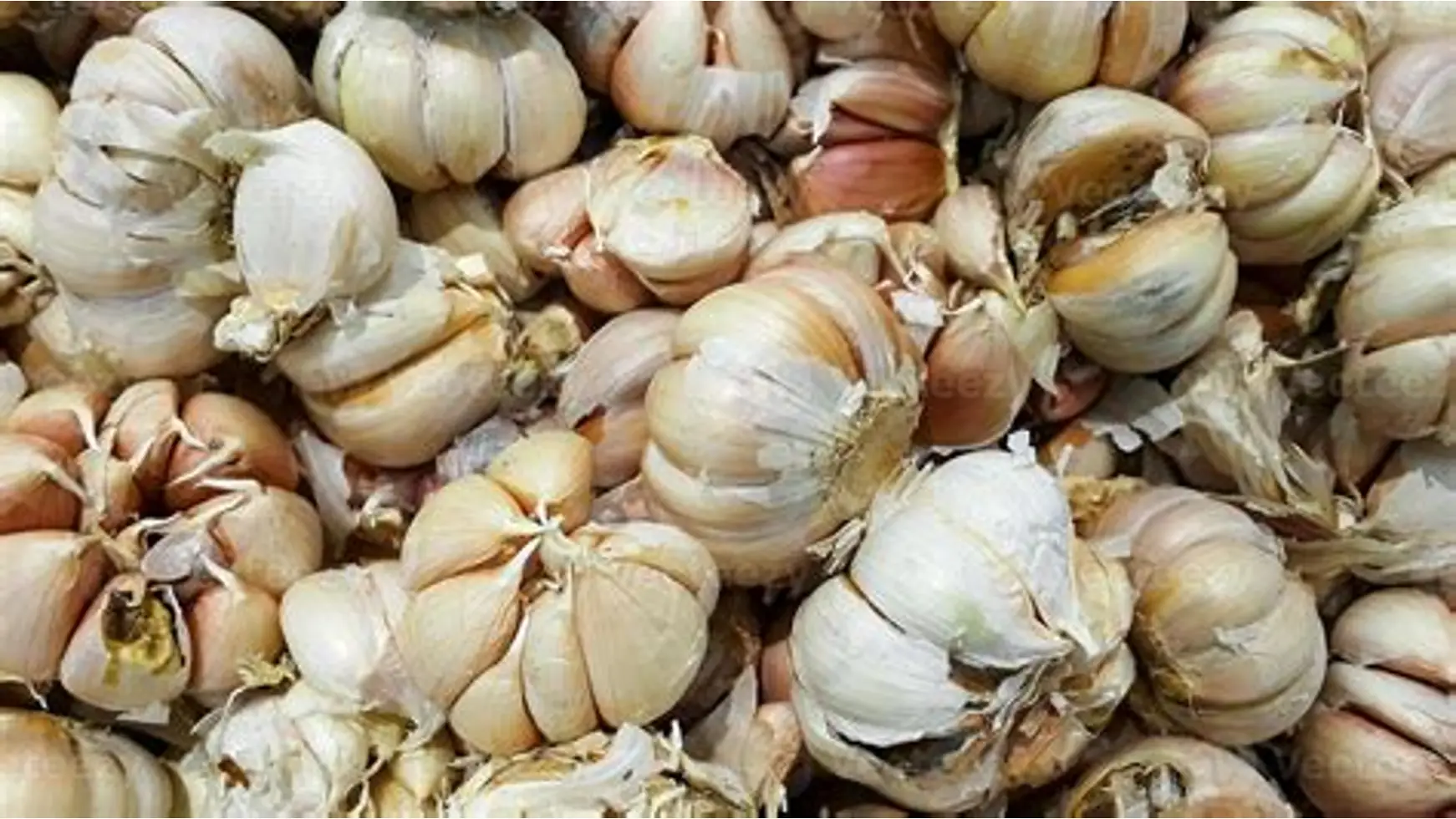 Kodai Single Clove Garlic